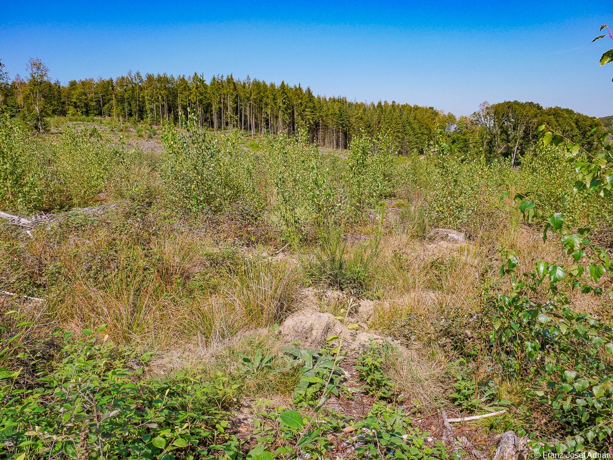 Rommersberg-Birke-2