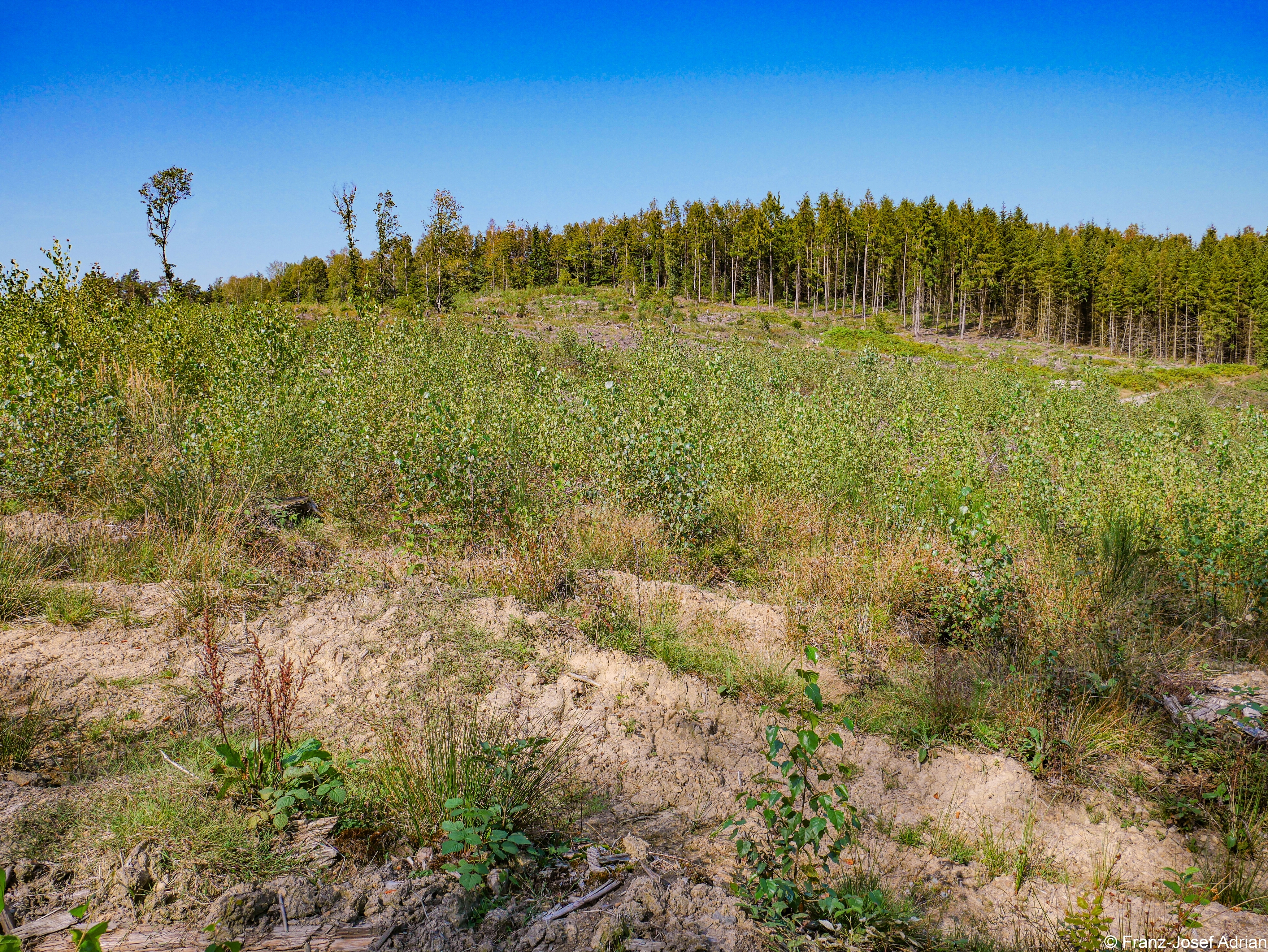 Rommersberg-Birke-4K-1