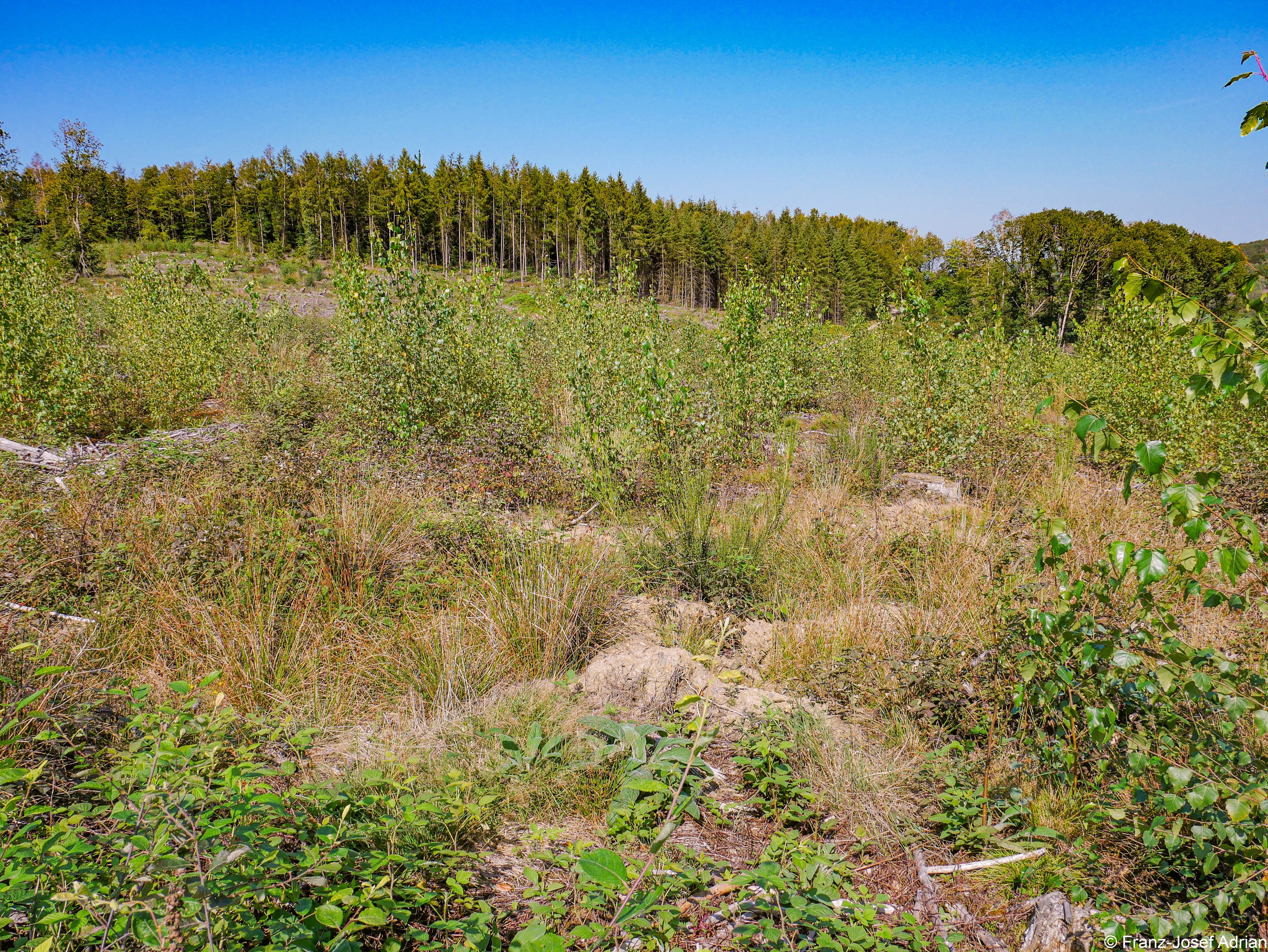 Rommersberg-Birke-4K-2