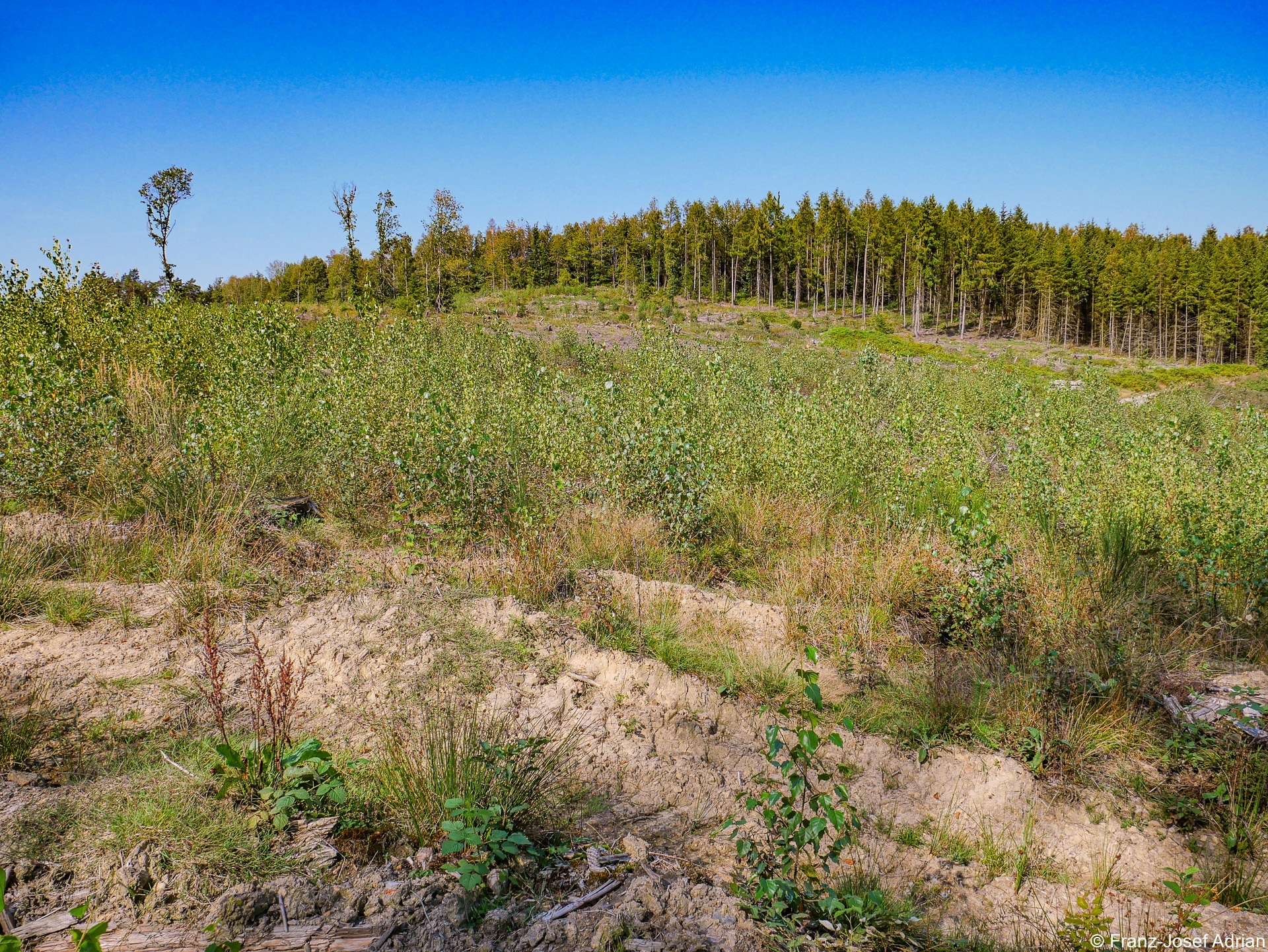 Rommersberg-Birke-HD-1