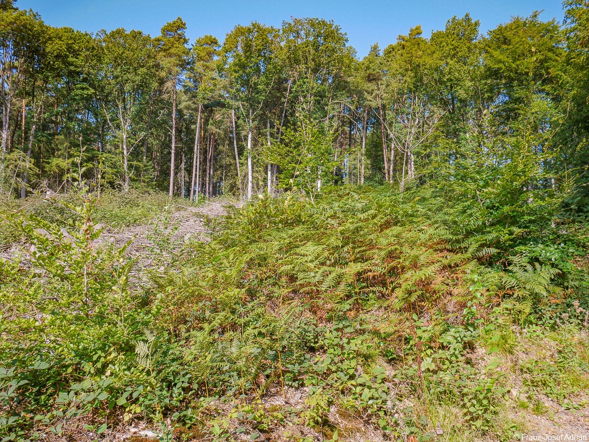 Rommersberg-Buche-1
