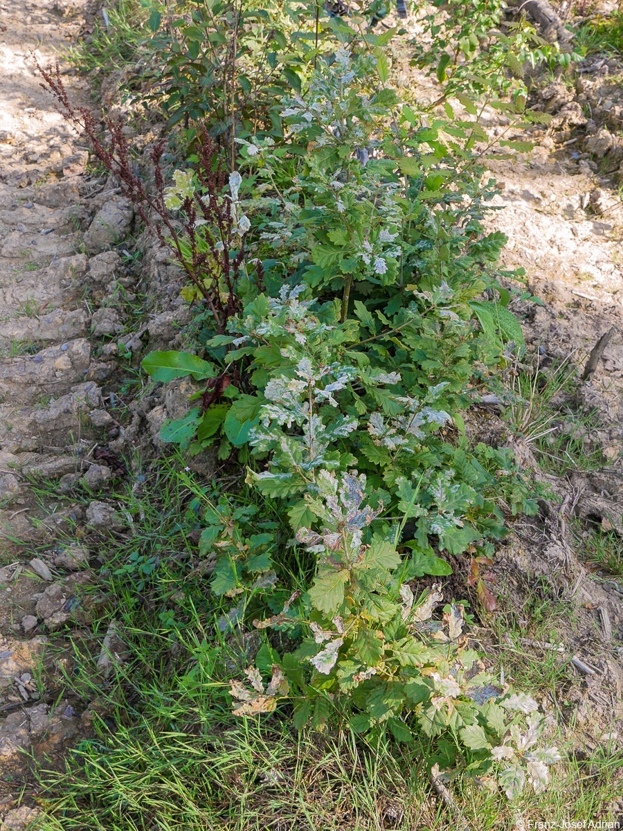 Rommersberg-Eiche-5