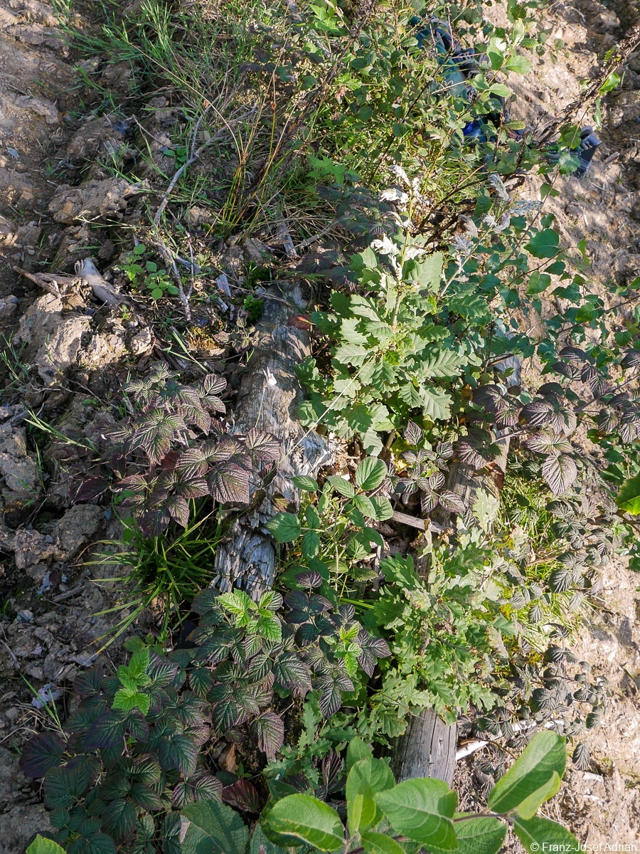Rommersberg-Eiche-6