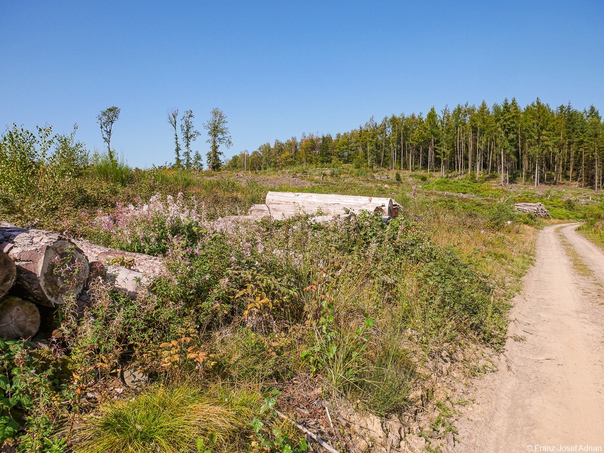 Rommersberg-Weidenroeschen-1