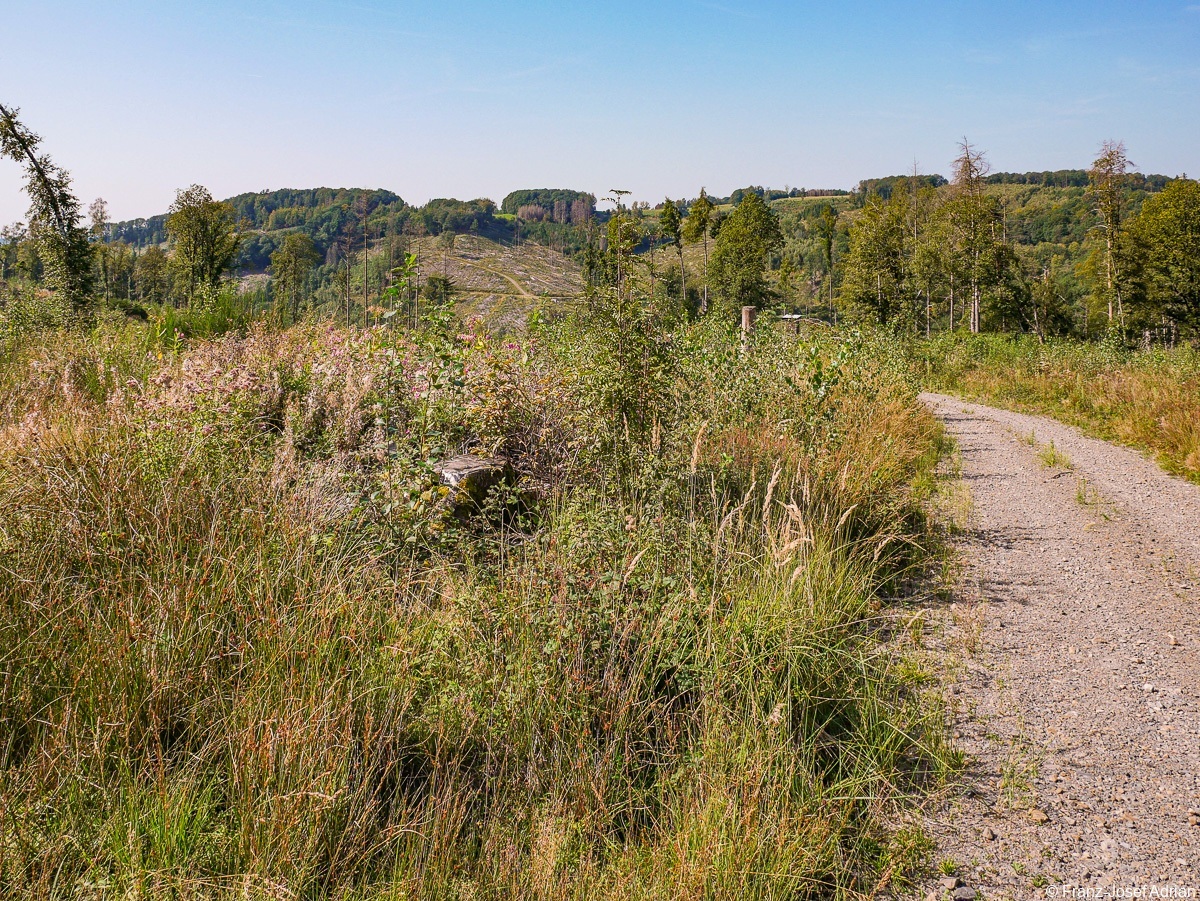 Rommersberg-Weidenroeschen-2