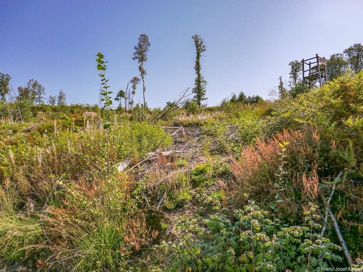 Rommersberg-Weidenroeschen-6