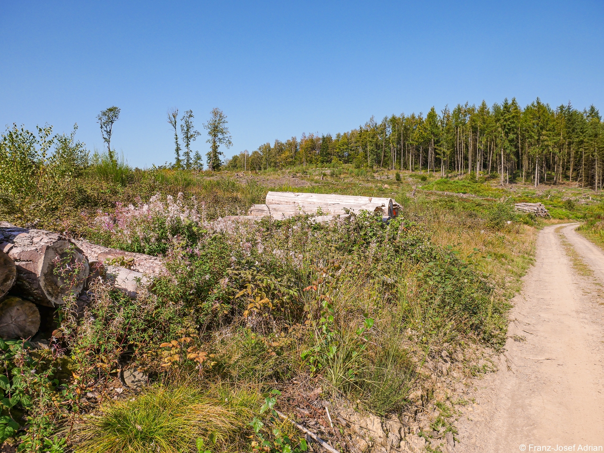 Rommersberg-Weidenroeschen-HD-1