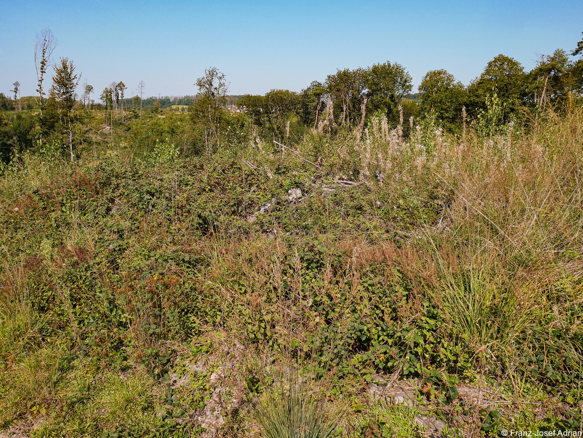 Rommersberg-Weidenroeschen-HD-3