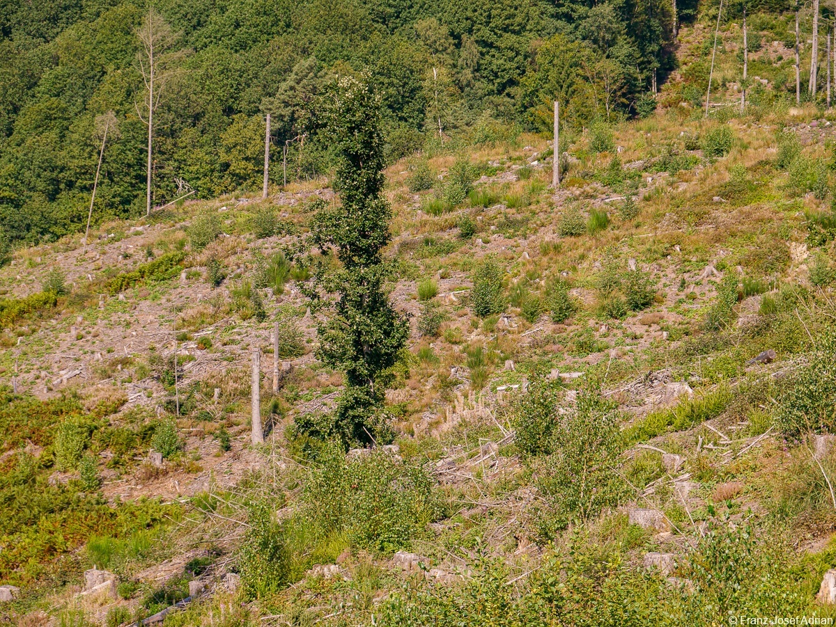 Rommersberg-Tele-4