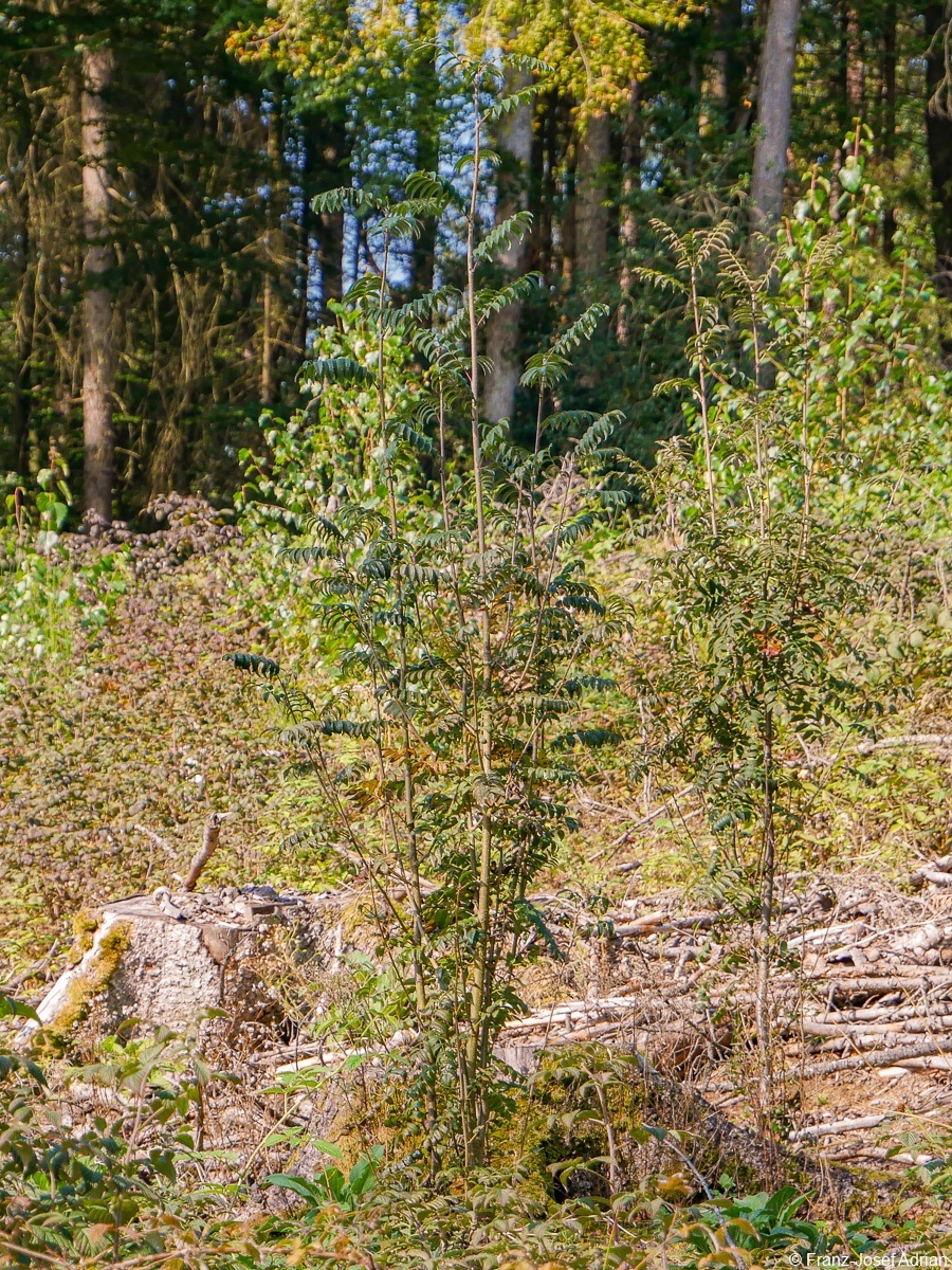 Rommersberg-Vogelbeere-1