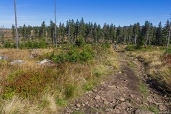Silberblatt-Weg nähe Großer Falkenstein