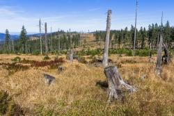 Jungfichtengruppen auf dem abgeernteten Holzacker