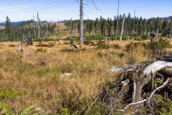 Jungfichtengruppen auf dem abgeernteten Holzacker