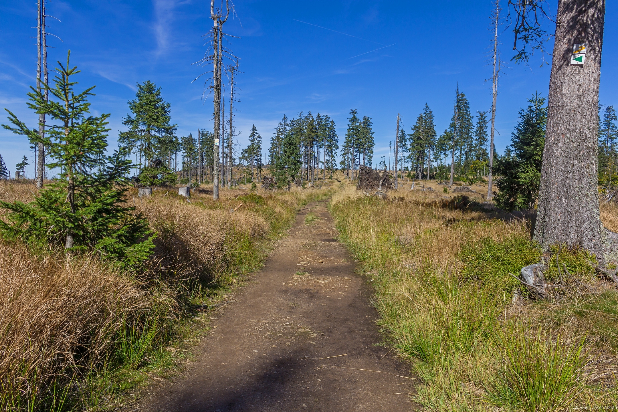 Goldsteig nahe Silberblatt-Weg, Blickrichtung Norden