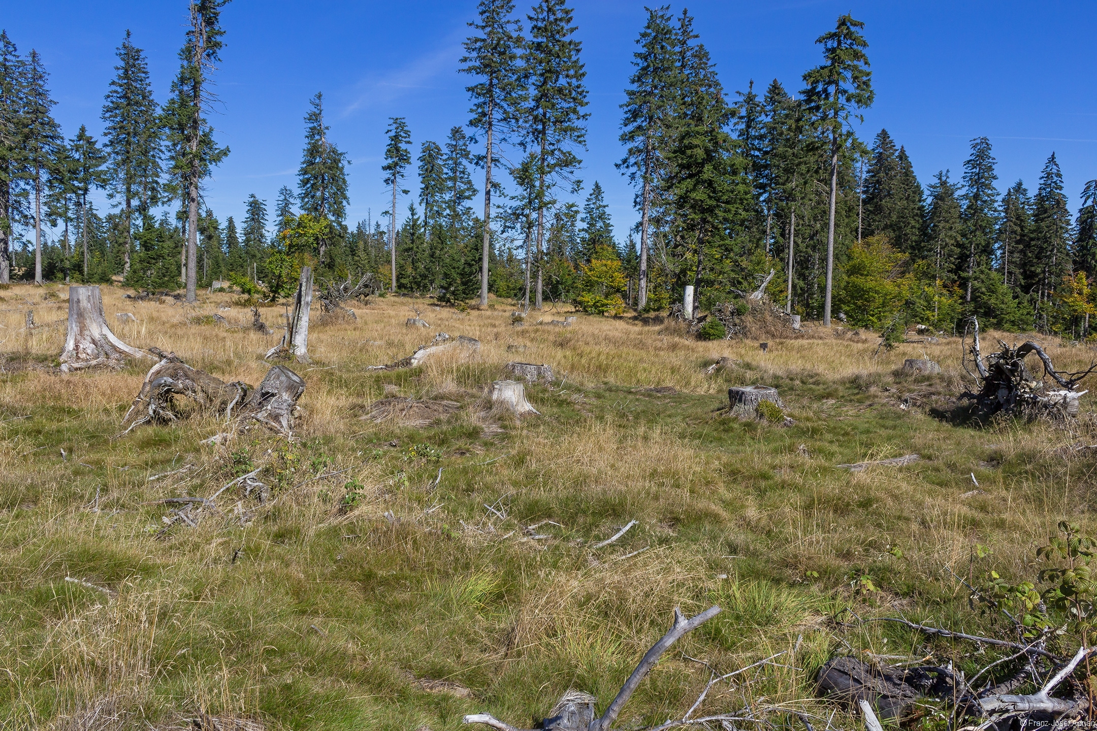 Grassteppe mit Baumstubben