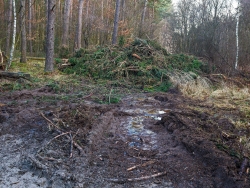 verwundeter Waldboden vor Reisighaufen am Ende der Rückegasse A