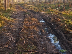 fehlende Reisigauflage, Pfützen in Fahrspur