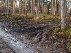 Matschwüste an der Kreuzung des Forstweg und der Rückegasse
