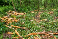 Rückegasse mit Knüppelholz und Kronenreisig bedeckt
