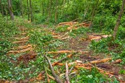 4 m breite Rückegasse am Forstweg