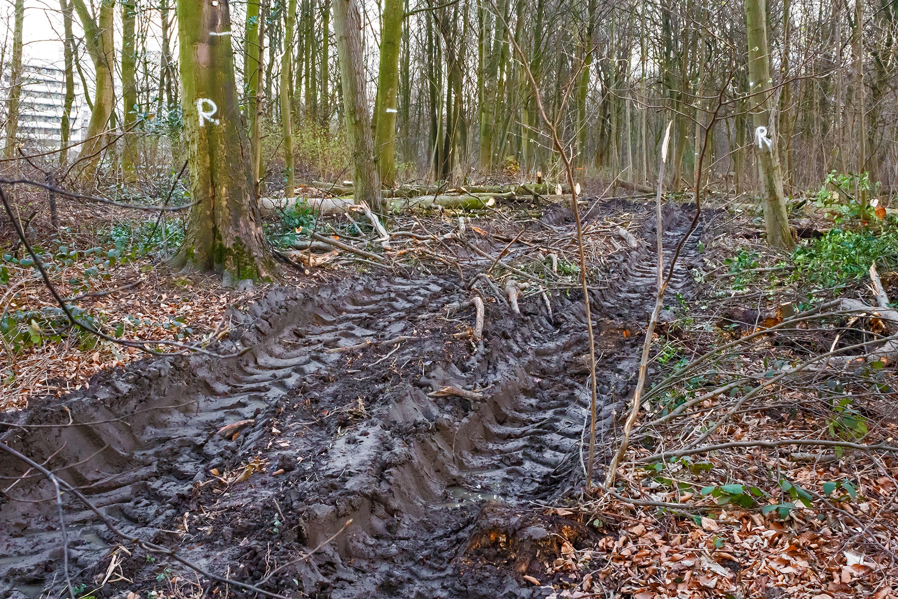 Bodenzerstörung nach "strengen Waldpflegestandards"