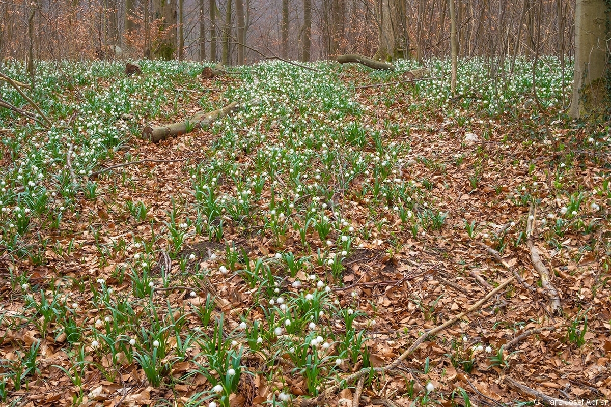 Rueckegassen_Schweineberg_1