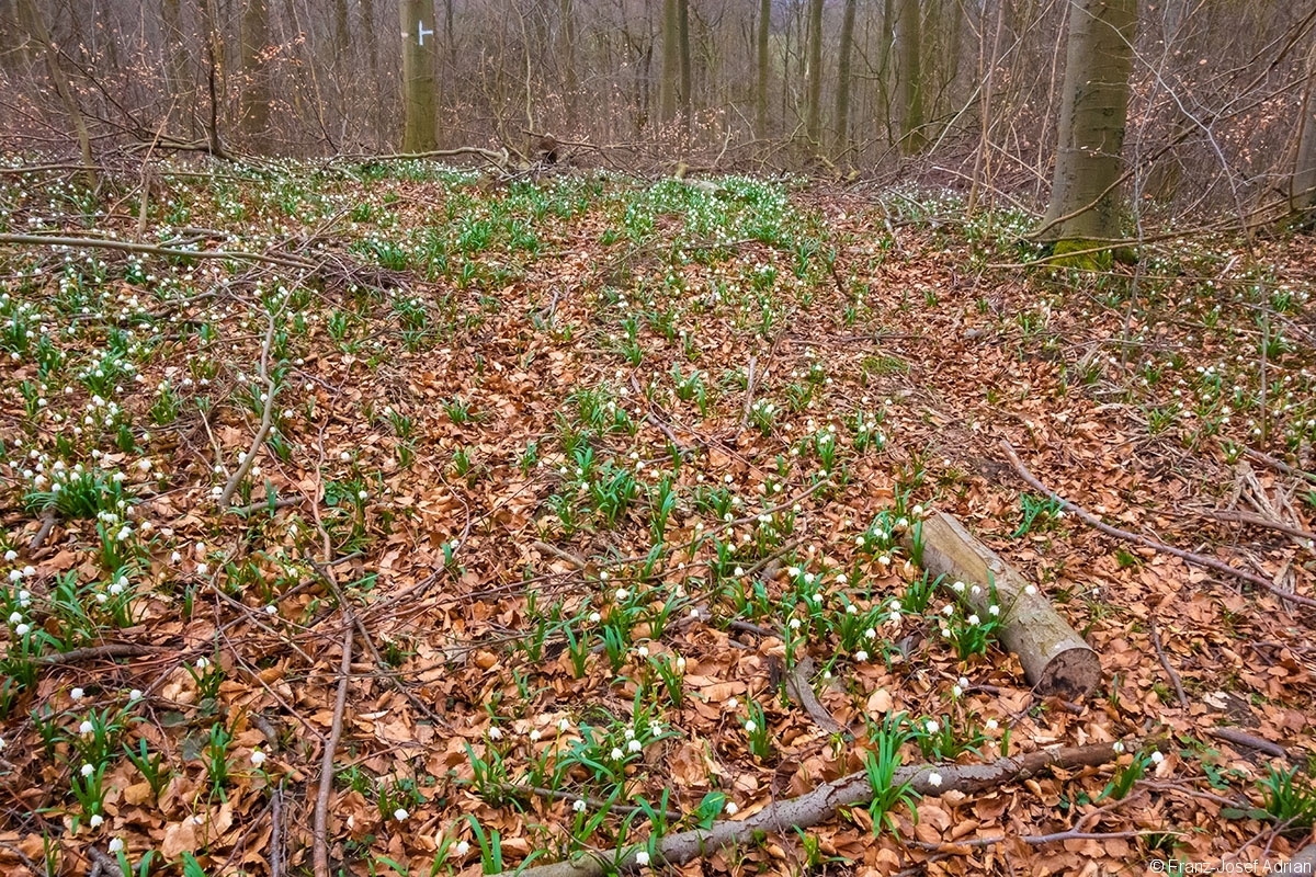 Rueckegassen_Schweineberg_2