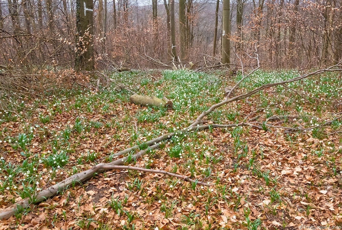 Rueckegassen_Schweineberg_3