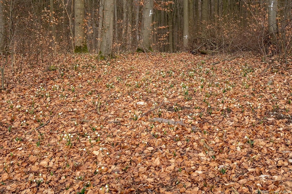 Rueckegassen_Schweineberg_4