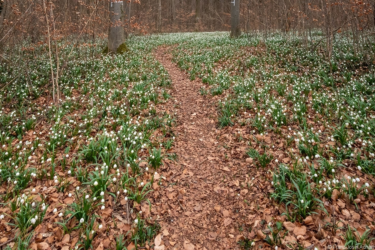 Rueckegassen_Schweineberg_7