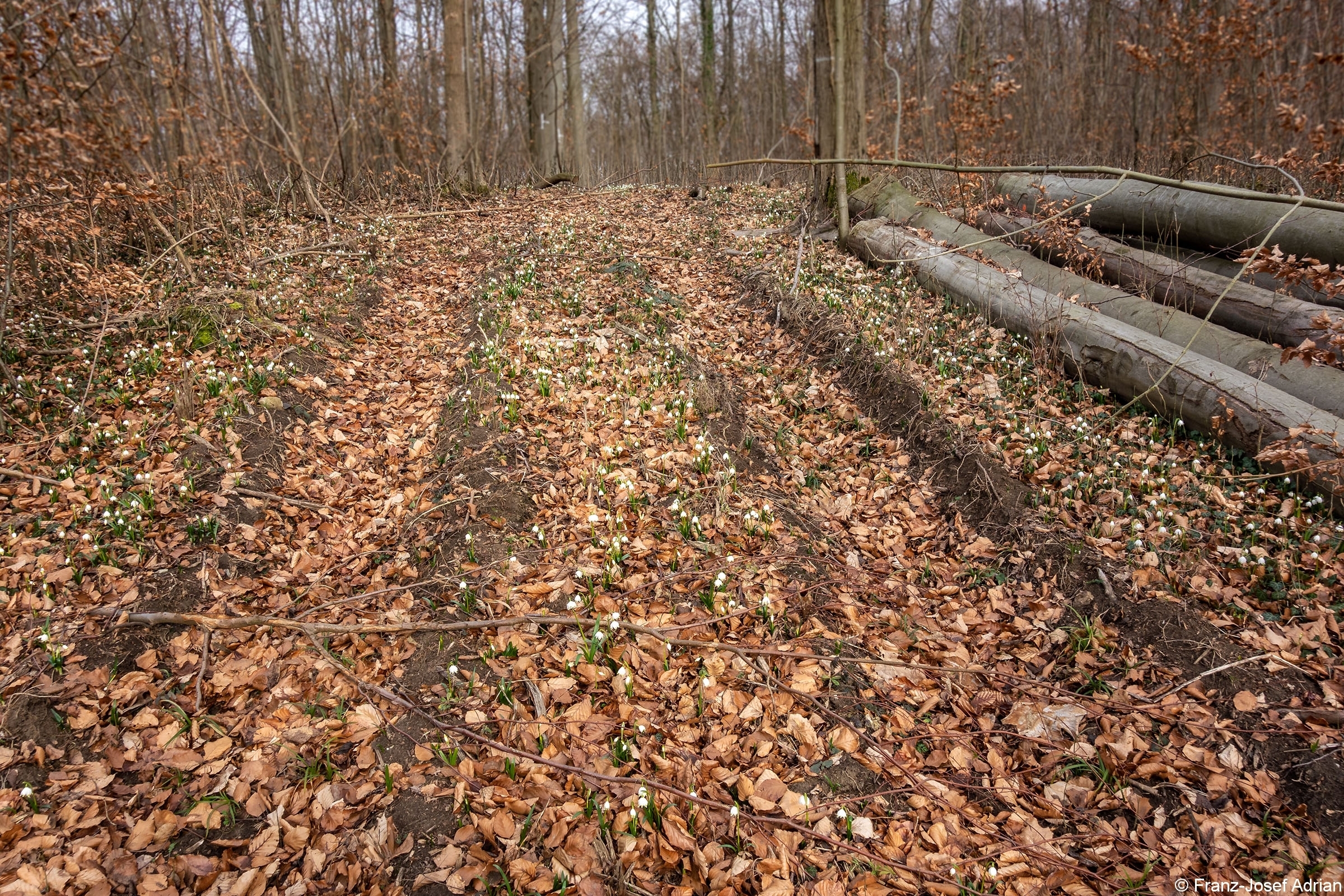 Rueckegassen_Schweineberg_Spurtyp_2_2
