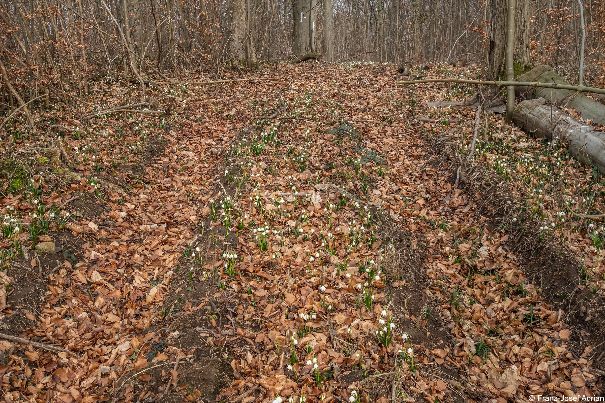 Rueckegassen_Schweineberg_Spurtyp_2_5