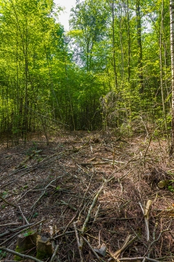 Rückegasse im Försterwald