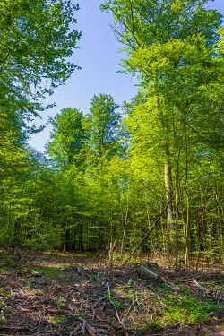 Rückegasse durch flächige Buchenverjüngung