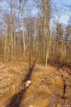 Golden Retriever in tiefer Fahrspur