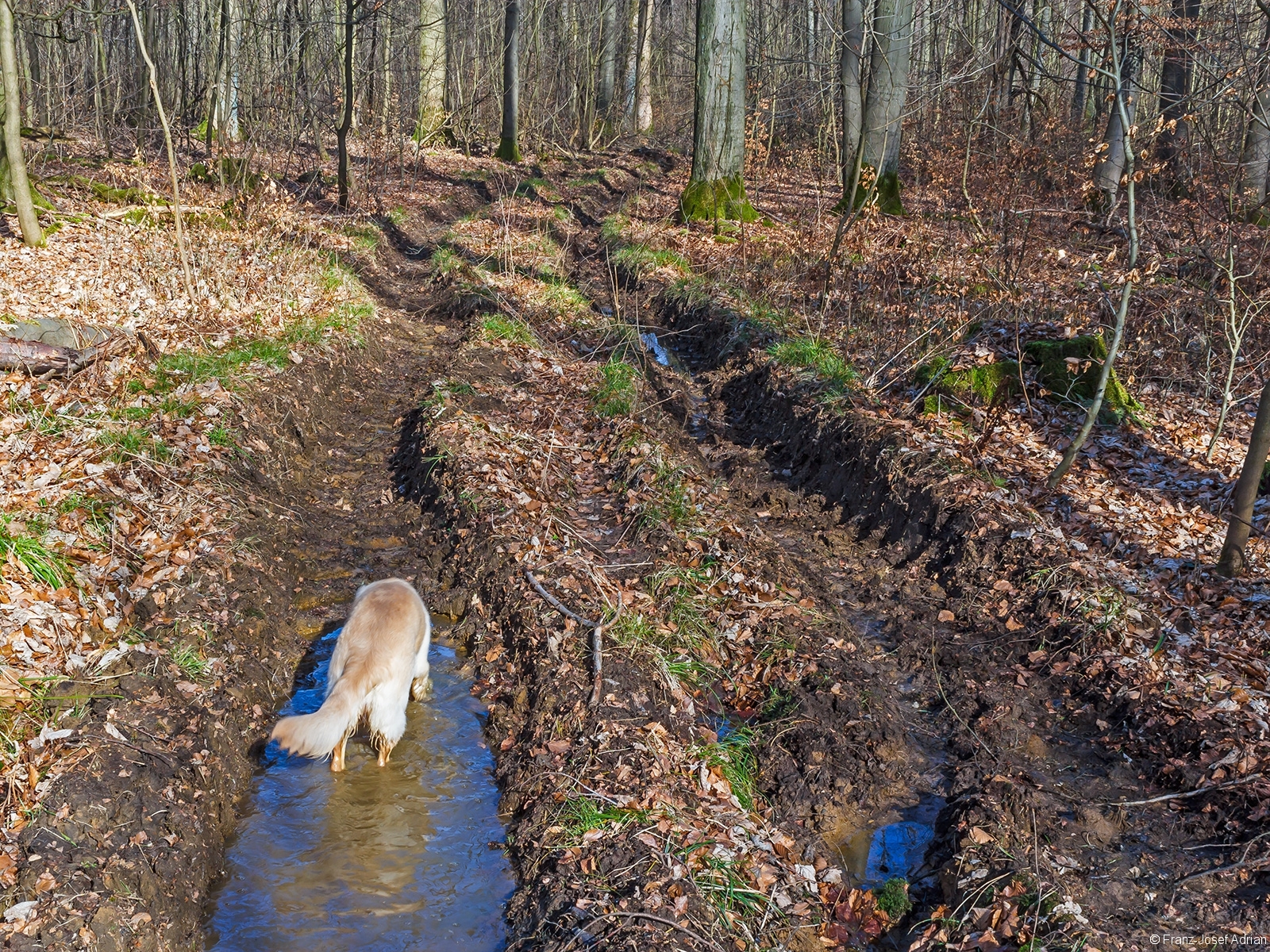 Golden Retriever in großer tiefer Pfütze