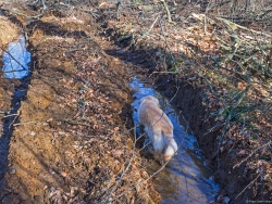 Golden Retriever in tiefem Bodengleis