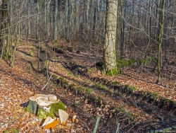 frischer Stubben neben Rückegasse