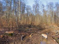 frischer Stubben neben tiefem Bodengleis