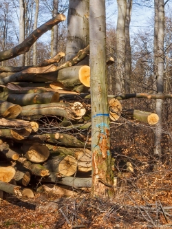 großer Rückeschden am Stamm einer Buche