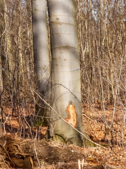 massive Rückeschäden am Stamm einer Buche