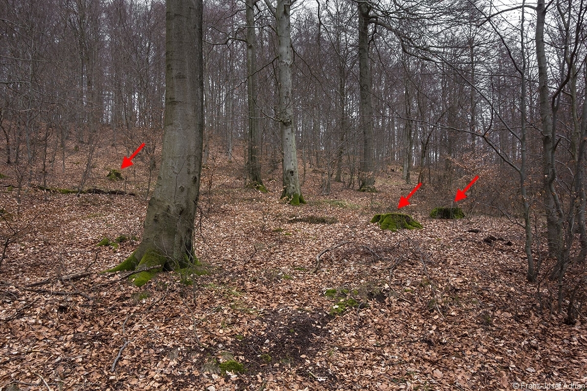 Stubben_Rumbeck_01