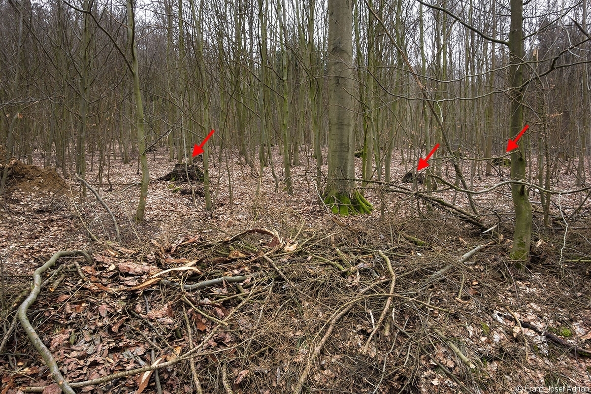 Stubben_Rumbeck_02
