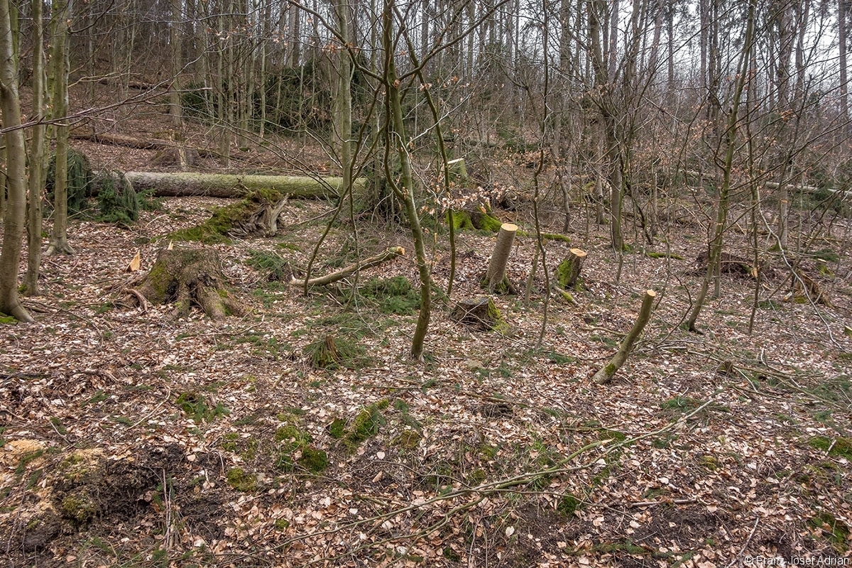 Stubben_Rumbeck_04