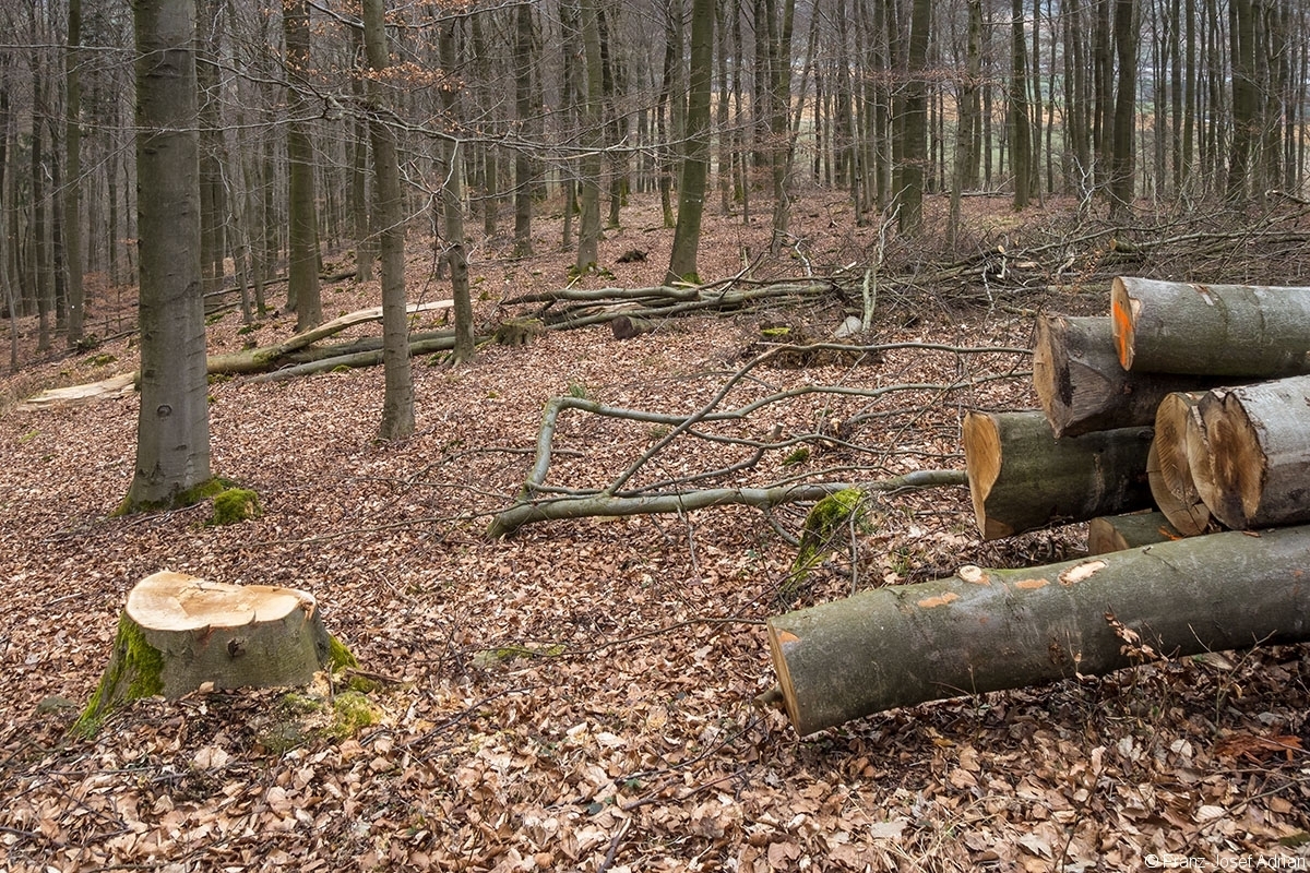 Stubben_Rumbeck_05