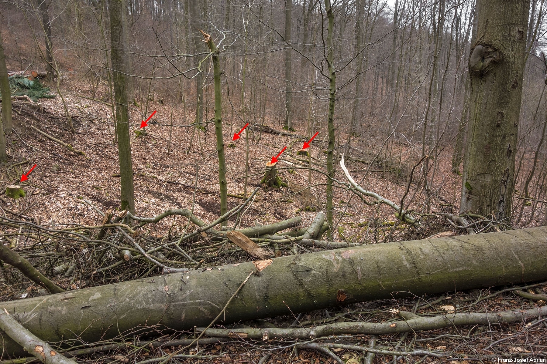 Stubben_Rumbeck_06
