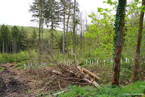 Sanitaerhieb_Eppelborn-9