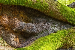Brandkrustenpilz an den Wurzeln einer umgestürzten Buche