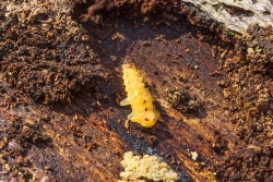Puppe des Feuerkäfers unter der Rinde einer toten Buche