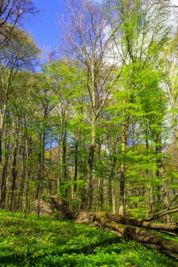 umgestürzter Buchenmethusalem